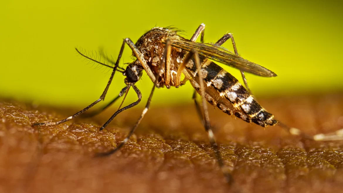 DENGUE EN ARGENTINA